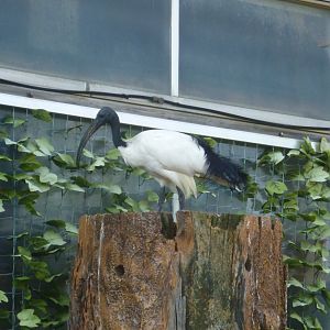 Sacred ibis  July 2016