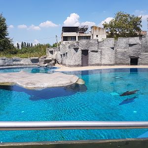 Cape fur seal enclosure