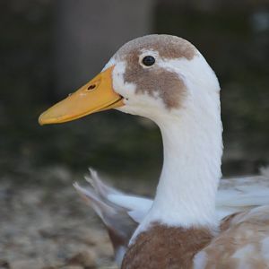 Anas platyrhynchos domesticus - Safari Lake Geneva
