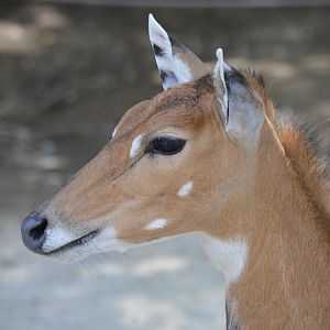 Boselaphus tragocamelus - Safari Lake Geneva