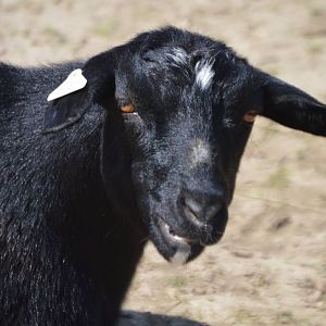 Capra aegagrus hircus - Safari Lake Geneva