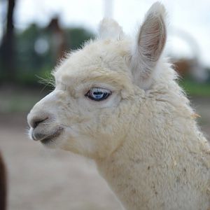 Vicugna pacos - Safari Lake Geneva