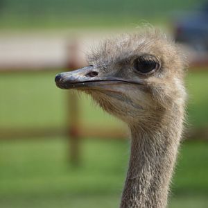 Struthio camelus australis - Safari Lake Geneva