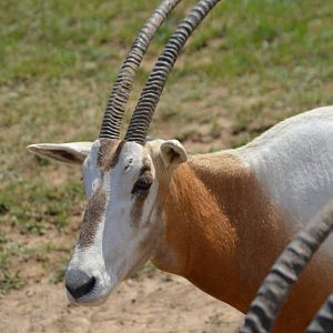 Oryx dammah - Safari Lake Geneva