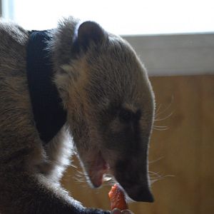 Nasua nasua - Safari Lake Geneva