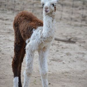 Vicugna pacos x Lama glama - Safari Lake Geneva