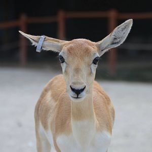 Antilope cervicapra - Safari Lake Geneva