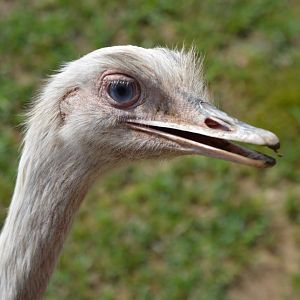 Rhea americana - Safari Lake Geneva