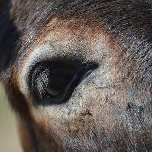 Equus africanus asinus - Safari Lake Geneva