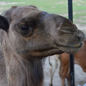 Camelus dromedarius - Safari Lake Geneva