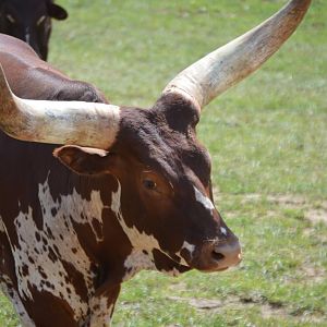 Bos taurus - Safari Lake Geneva
