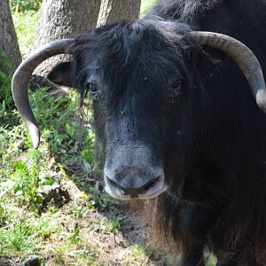 Bos grunniens - Safari Lake Geneva