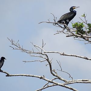 Indian cormorant and little cormorant
