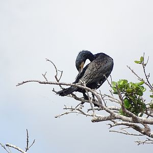 Great Cormorant (Phalacrocorax carbo sinensis)