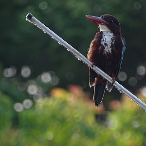 White-breasted kingfisher