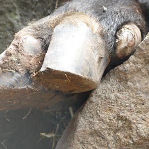 Mishmi Takin hoof, August 2018