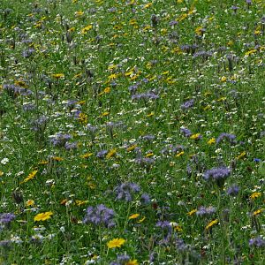 Wild flower meadow, August 2018