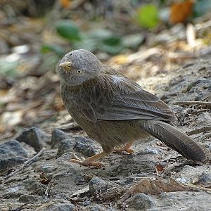 Yellow-billed babbler