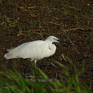 Little egret
