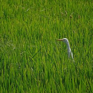 Cattle Egret