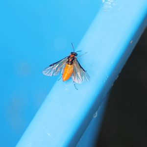 Turnip sawfly - Athalia rosae