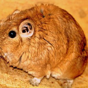 Gundi; Cotswolds; 12th August 2018