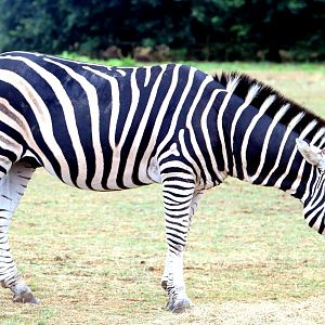 Chapman's zebra; Cotswolds; 12th August 2018