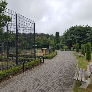 Muntjac and Porcupine-enclosure