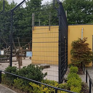 Capucine monkey-enclosure