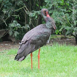 Black stork