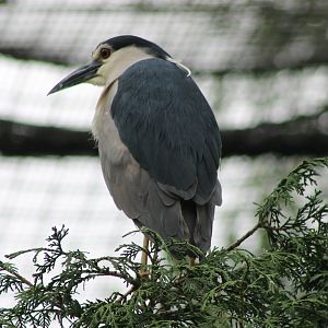 Black-crowned night-heron
