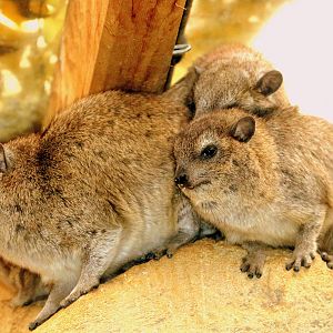 Arabian rock hyrax; Cotswolds; 12th August 2018