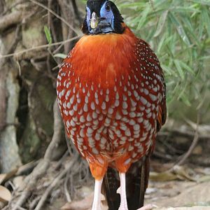 Temminck's tragopan