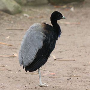 Grey-winged trumpeter