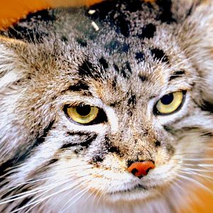 Pallas' cat; Cotswolds; 12th August 2018
