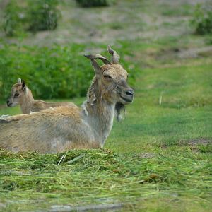 Female Markhor?