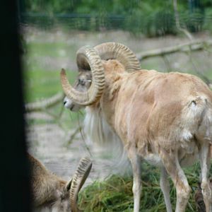 Marco Polo ram?