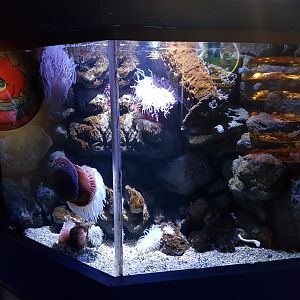 Sea-anemone tank