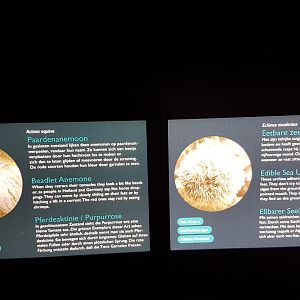 Sea-anemone and Sea-urchin signs