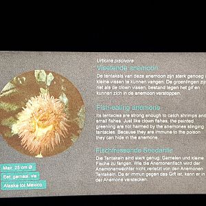 Fish-eating sea-anemone sign