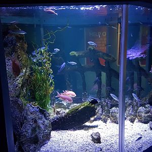 Mixed marine-fish tank