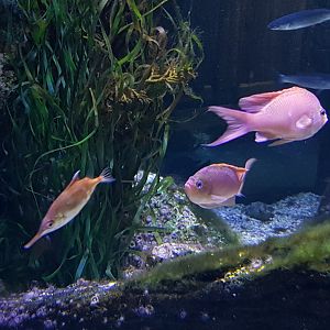 Long-spine snipefish and Anthias-species