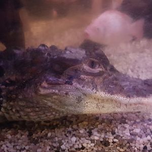 Broad-snouted caiman