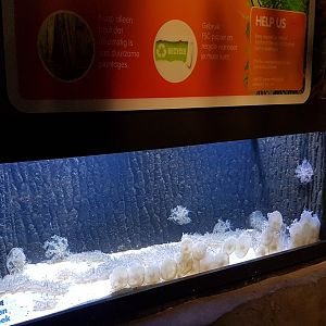 Up-side-down jellyfish-tank