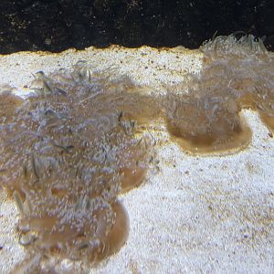 Up-side-down jellyfishes