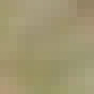 Scimitar Horned Oryx