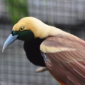 Raggiana bird-of-paradise (Paradisaea raggiana)