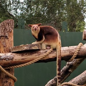 Mian - Male Tree Kangaroo Bristol Zoo