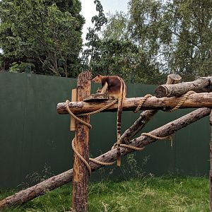 Male Tree Kangaroo Enclosure Bristol Zoo