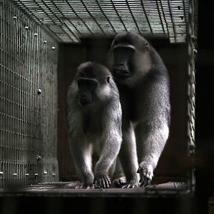 booted or gray-armed macaque (Macaca ochreata)